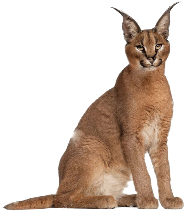 Retrato de Gato Caracal Alerta