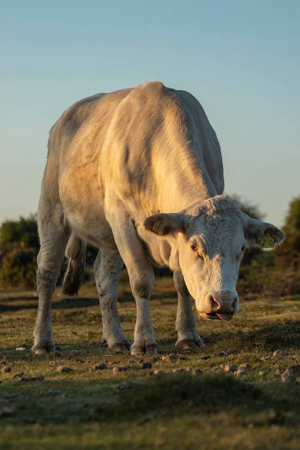 Big White Calf Eating Grass