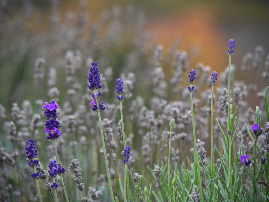 Ummar mágico de lavanda perfumada se estende até o horizonte.