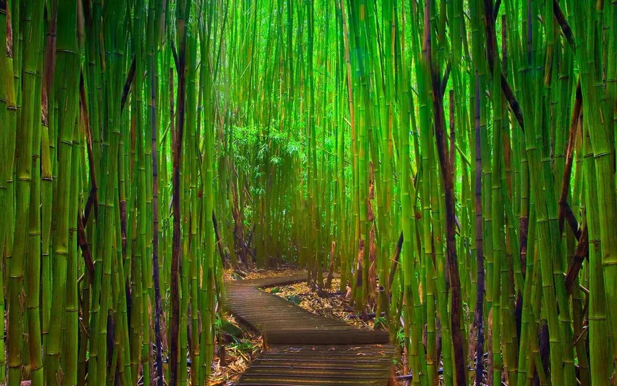 Green Bamboo