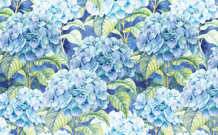 Hydrangea 2592 x 1602 Wallpapers