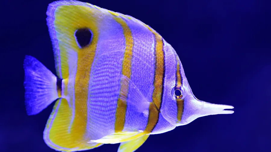 4k Fish
