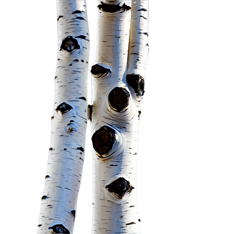 Birch Tree at Night PNG wha30