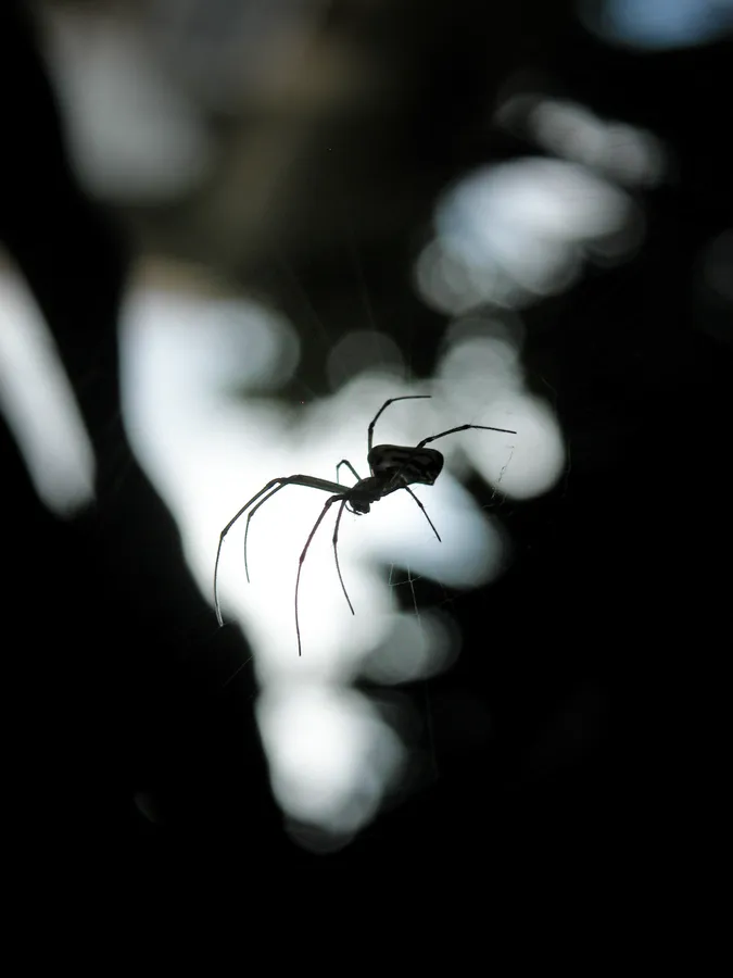 Spider background