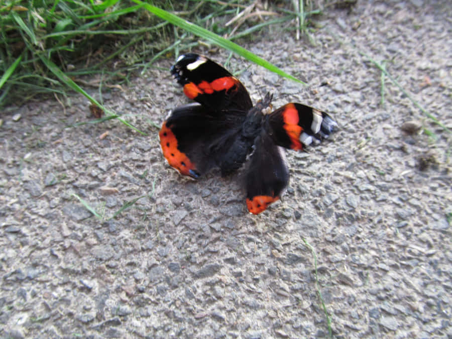 Sfavillantefarfalla ammiraglia rossa su un fiore
