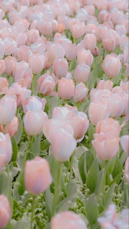 Campo di Tulipani Rosa Pastello Estetica