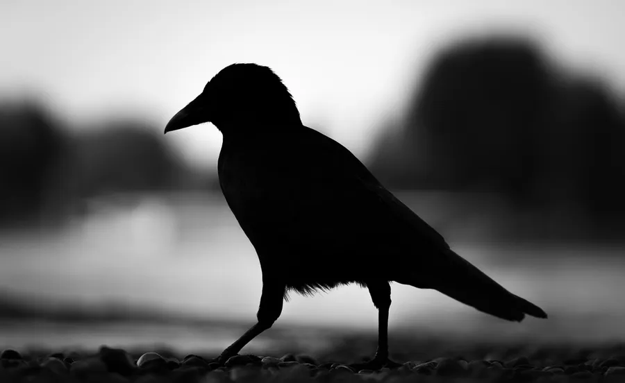 Raven background