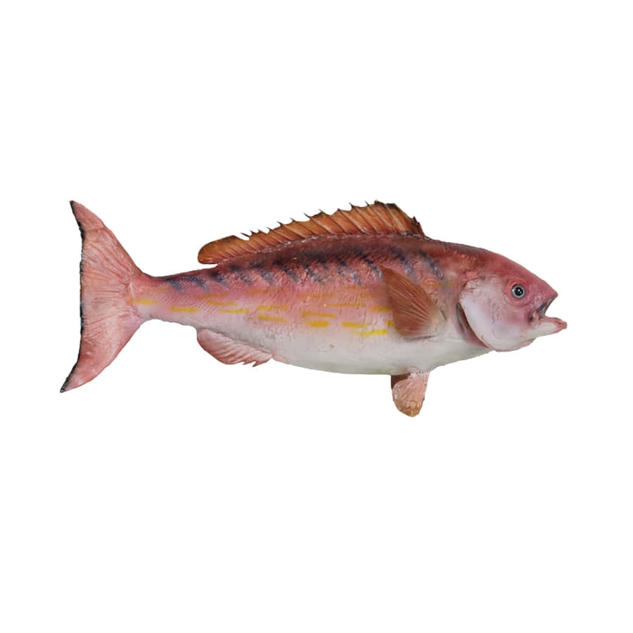 Pesce Snapper Colorato Isolato