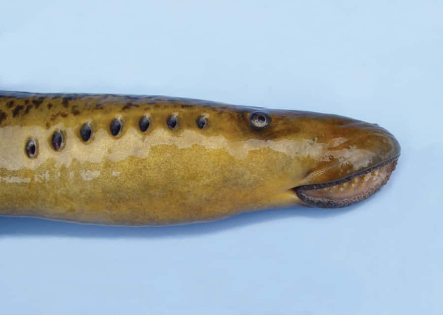 Närbild av Havslamprey