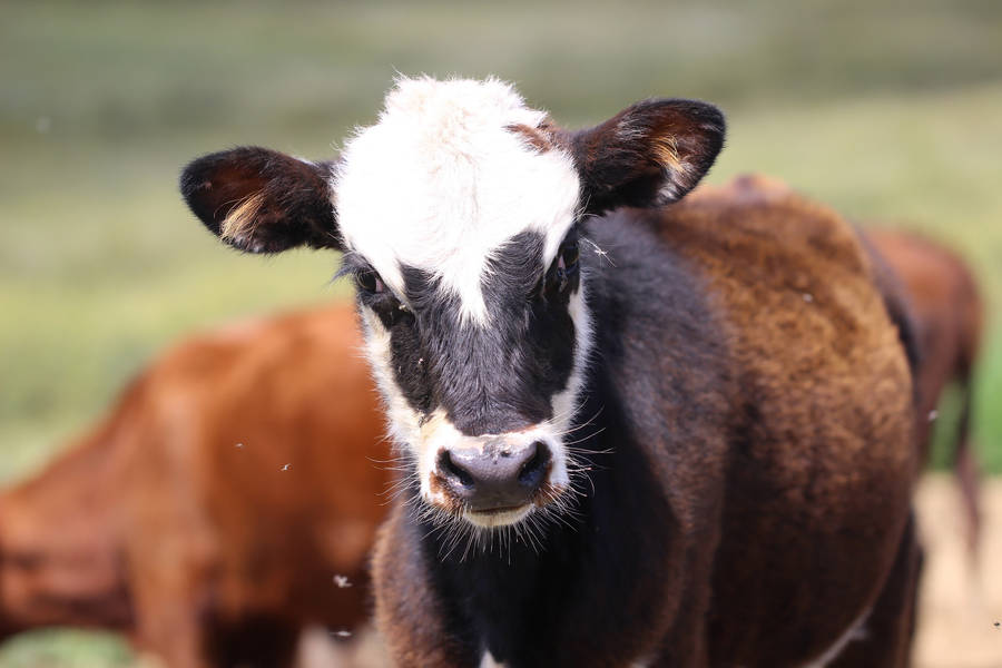 Black Calf Looks Intently Focused