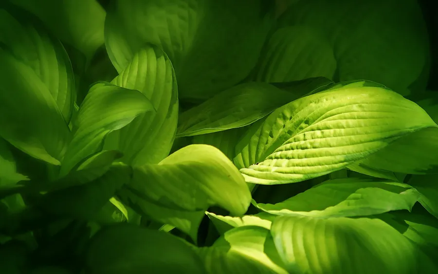 Cool Green Background