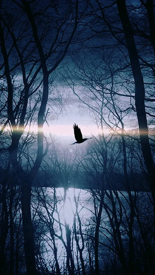 Bird Flying iPhone Dark
