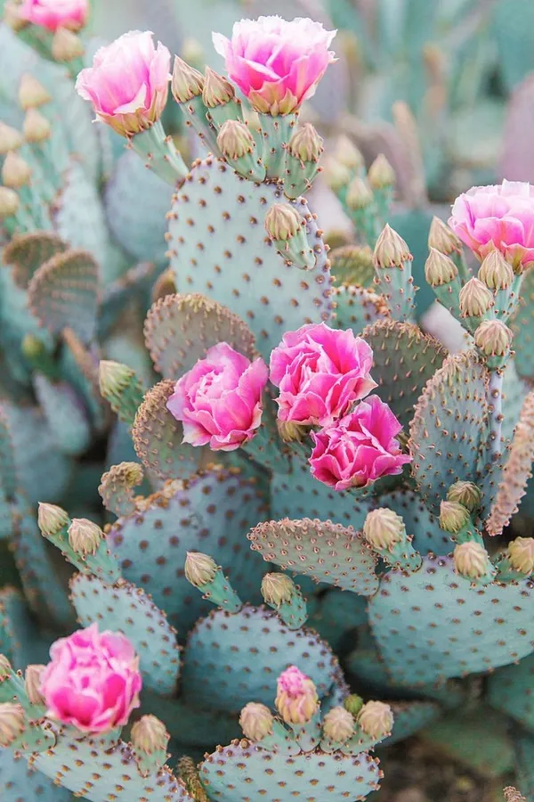 Prickly Pear Cactus Flower
