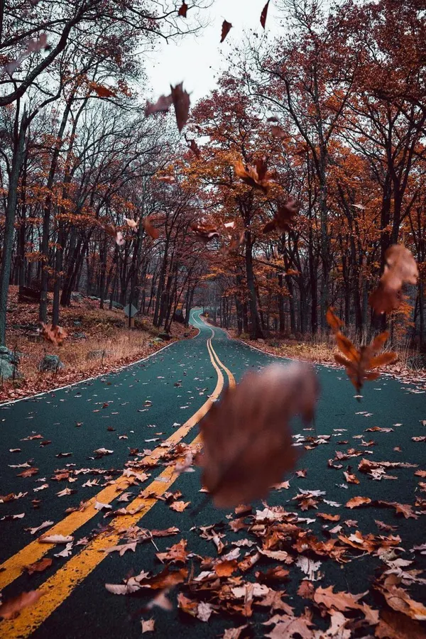 Vintage Fall