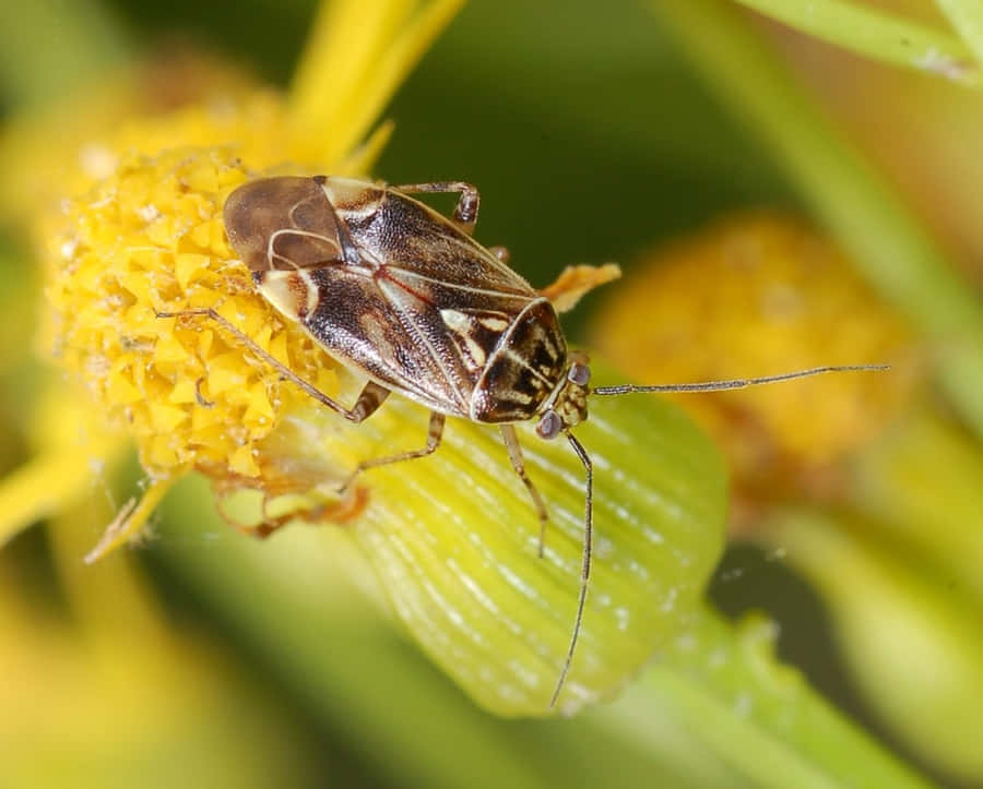 Insetto della Pianta Danneggiato su Fiore Giallo