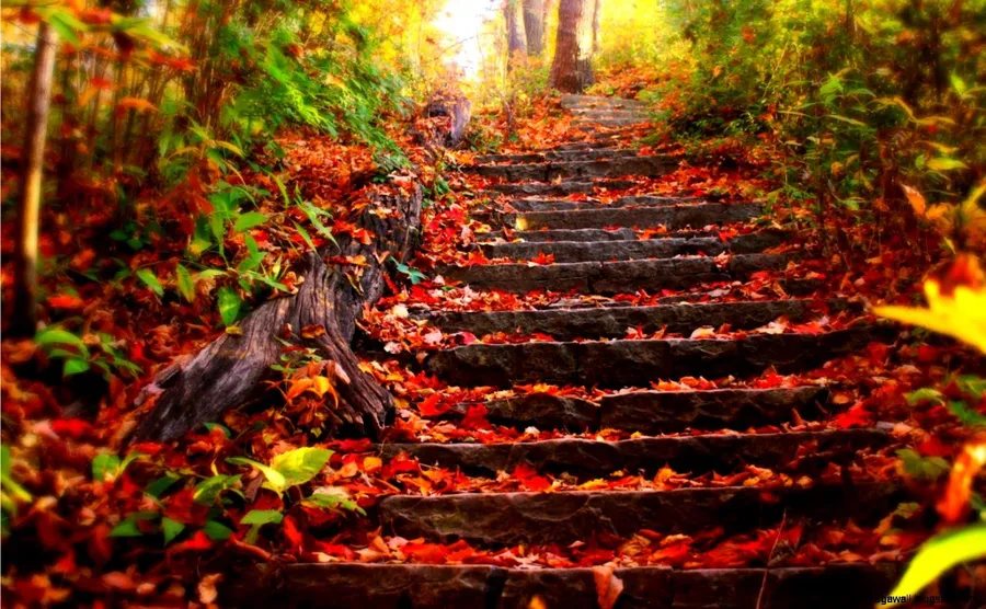 Fall Laptop