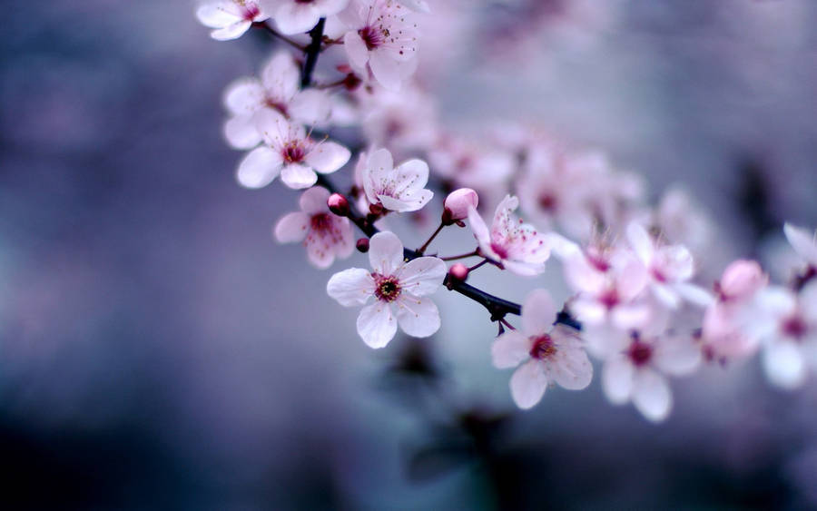 Download Iconic Pink Cherry Blossom Flowers Wallpaper | Wallpapers.com