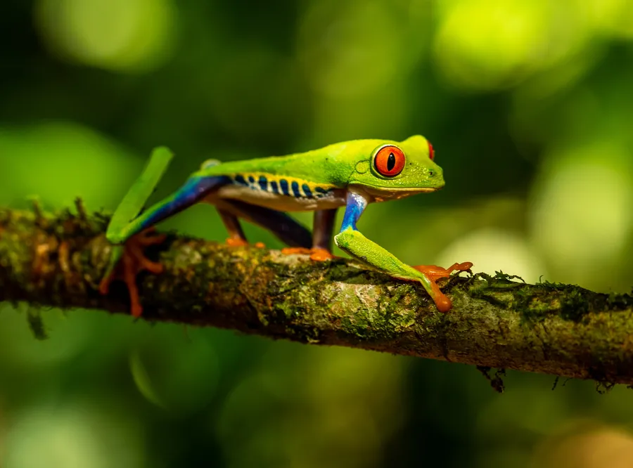 Frog background