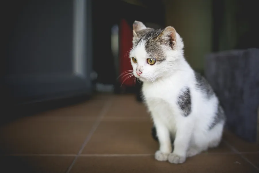 Download Cute Little Cat at Home FREE Stock Photo