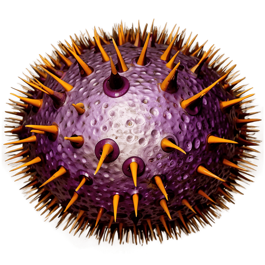 sea urchin b