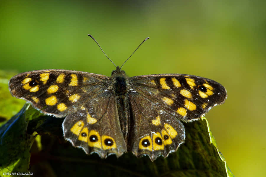 Acercándoserevoloteando - Una mariposa amarilla brillante