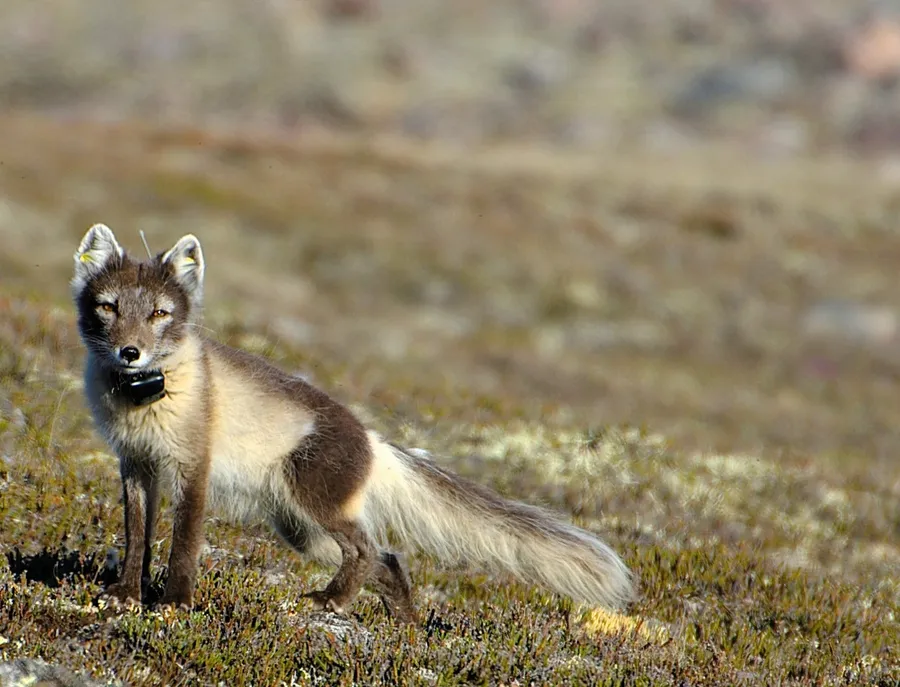 Arctic Fox pictures