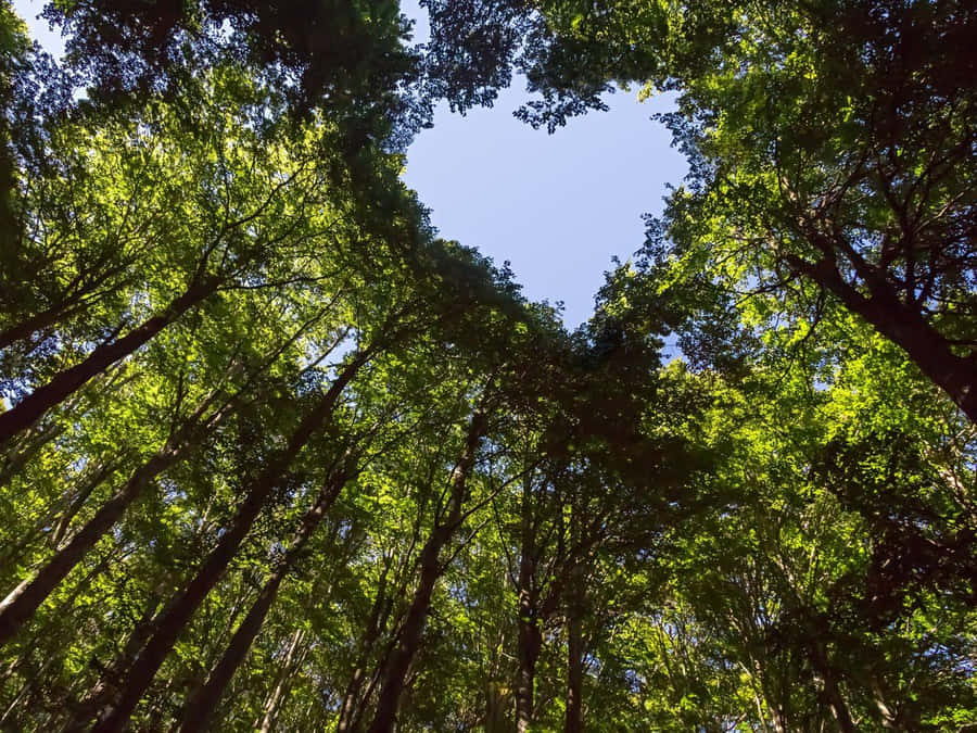 Conservaçãoda Floresta - Papel de parede 1200 x 900