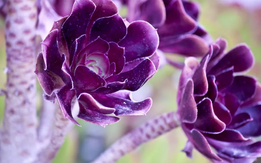 Purple Cool