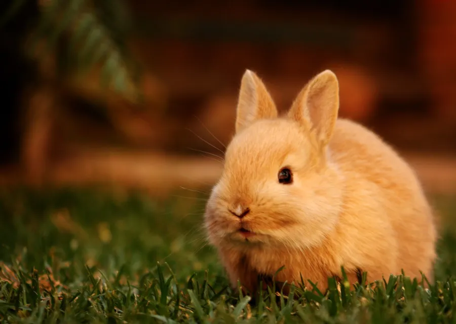 Bunny background