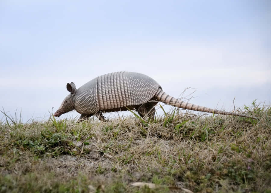 Armadillo nella Prateria