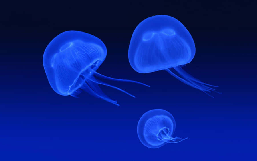 Meduse Luna che Brillano Sott'acqua