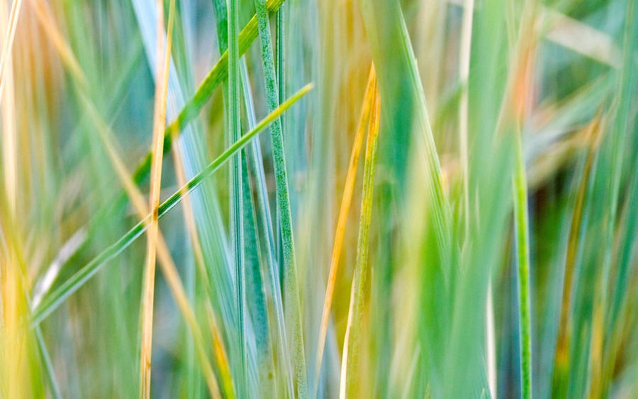 Preview wallpaper grass, striped, dry