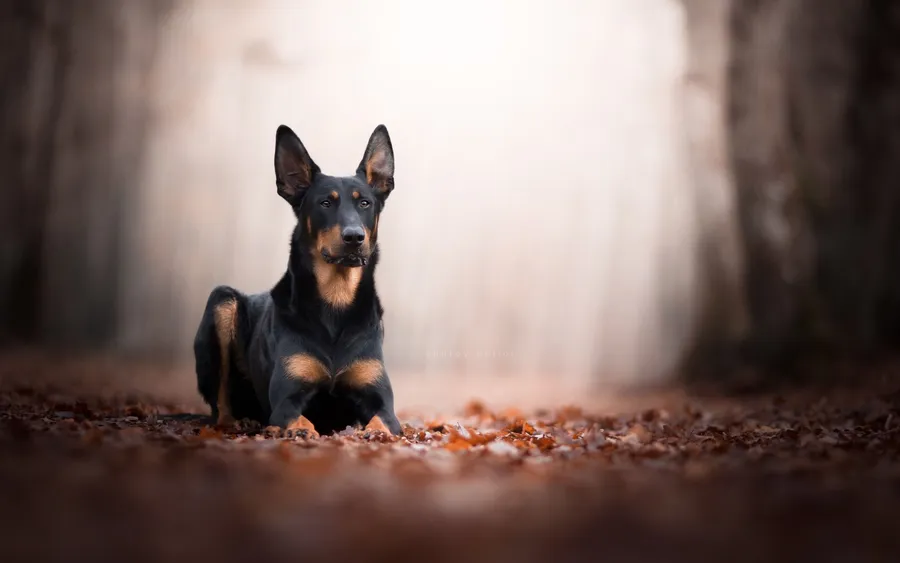 Doberman