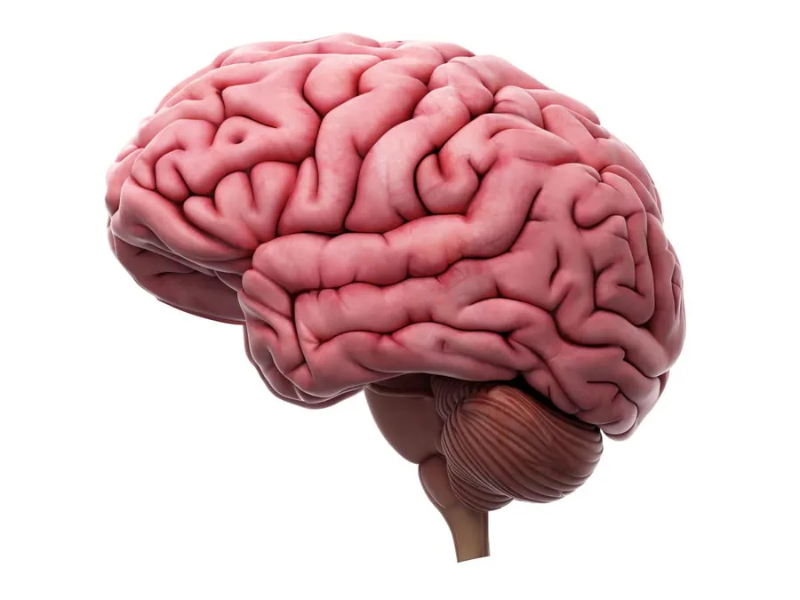 Brain [picture]