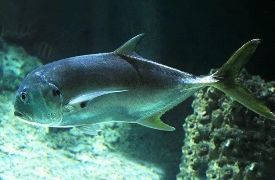 Swimming Jack Fish