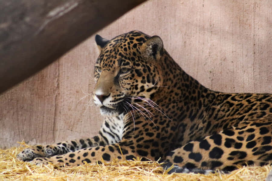 Ilbellissimo e sofisticato leopardo