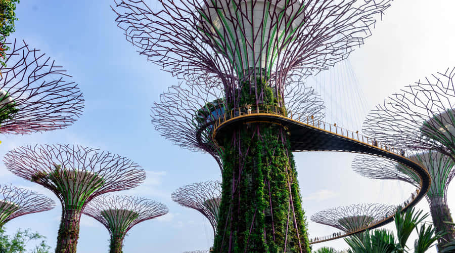 Supertree Grove di Gardens By The Bay Singapore