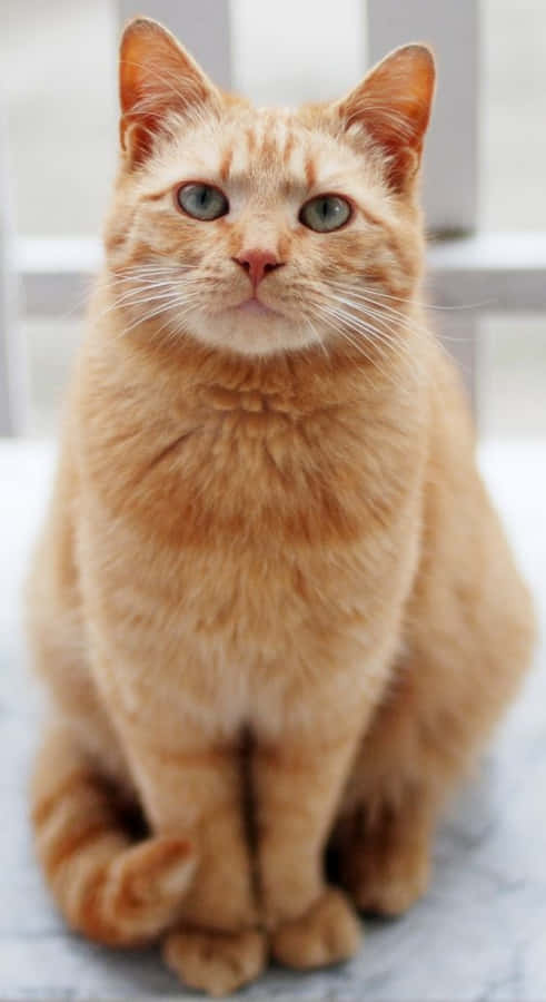 Værdifuld Gingerskat Billede Tapet