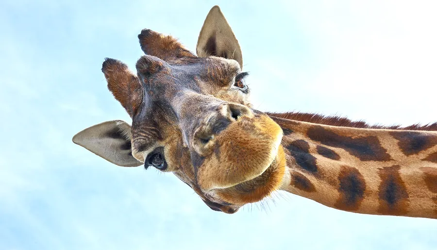 Giraffe background