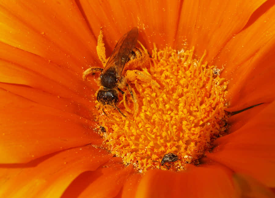 Ape Solitaria su Fiore Arancione
