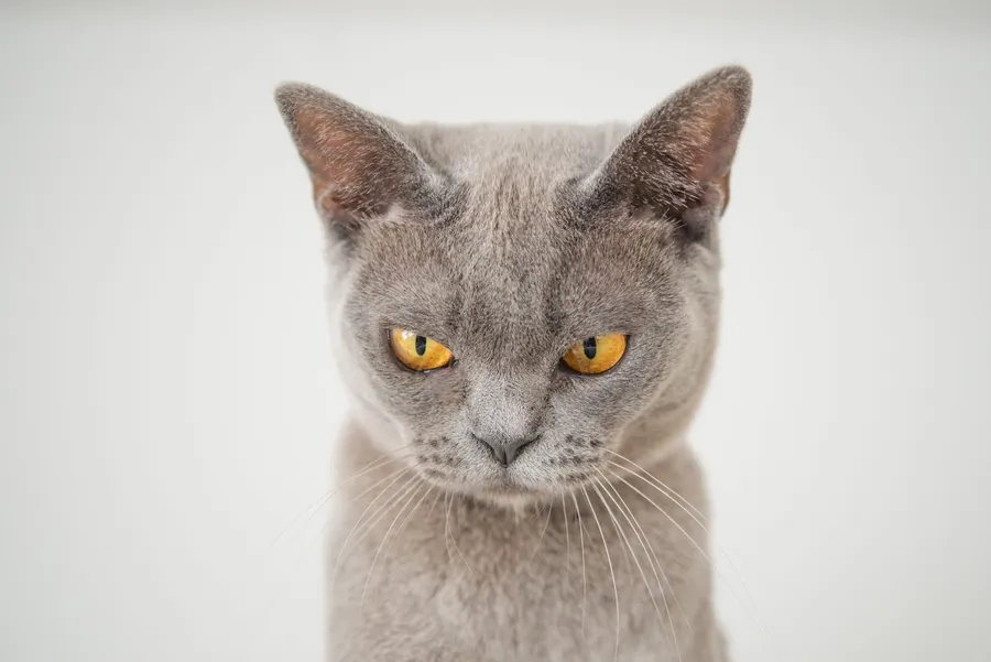 Grumpy Cat pictures
