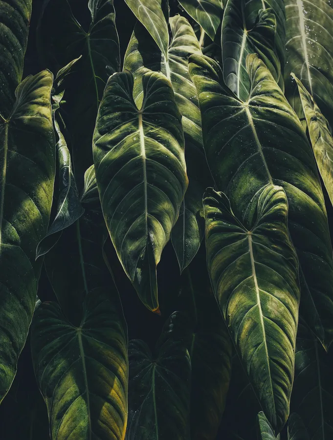 Plants Iphone