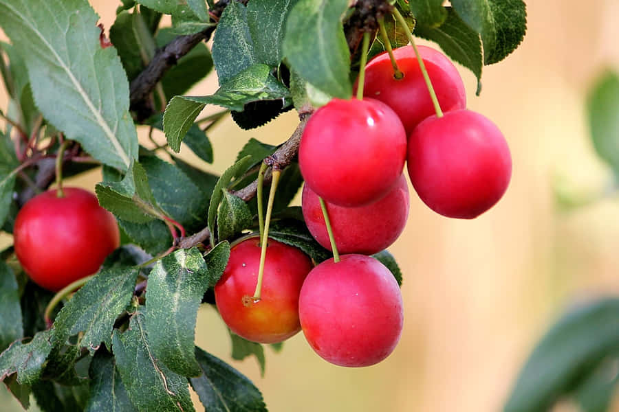 Rødblomme 1600 x 1067 tapet