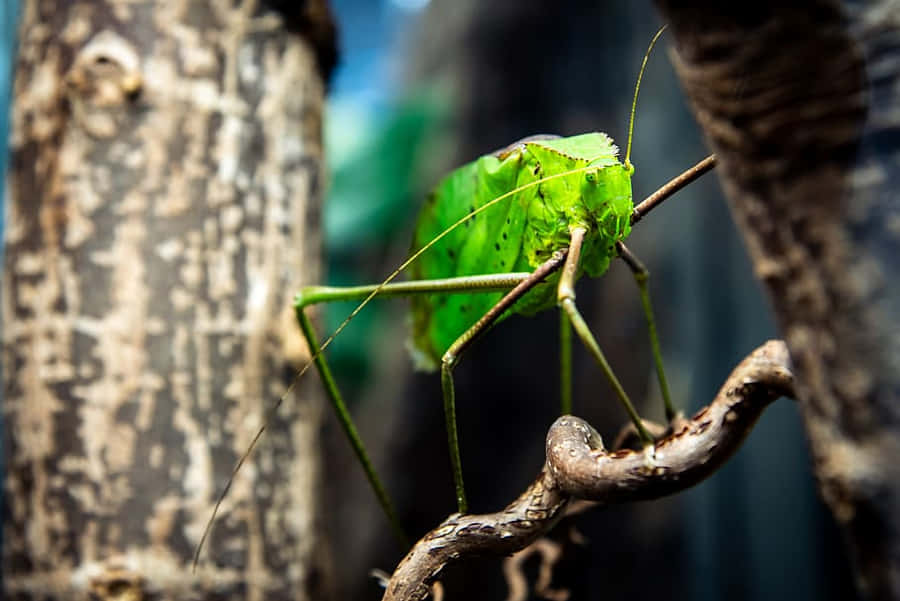Katydid Verde in Camuffamento