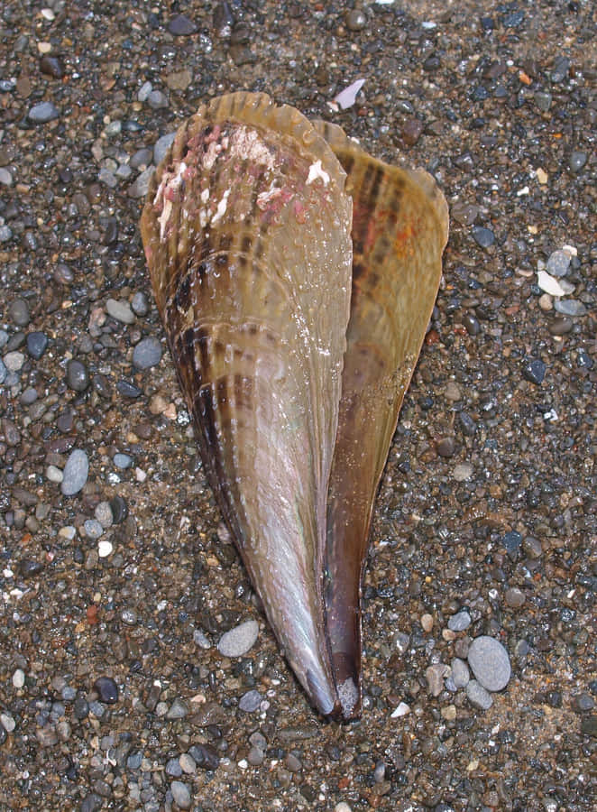 Conchiglia Penna Su Riva Ciottolosa