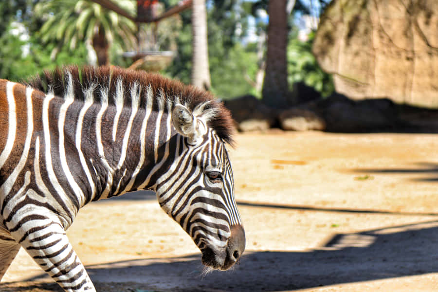 Perfil de Zebra no Zoológico de Melbourne.jpg