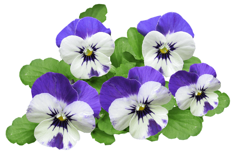 Vibrant Purple Pansies Transparent Background
