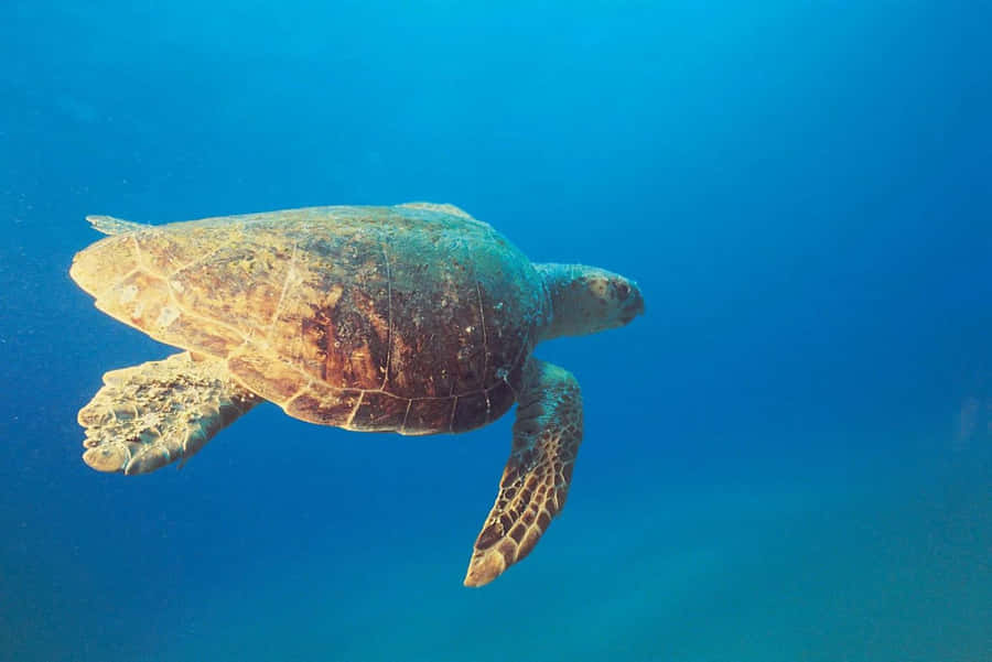 Lederschildkröte schwimmt im blauen Ozean