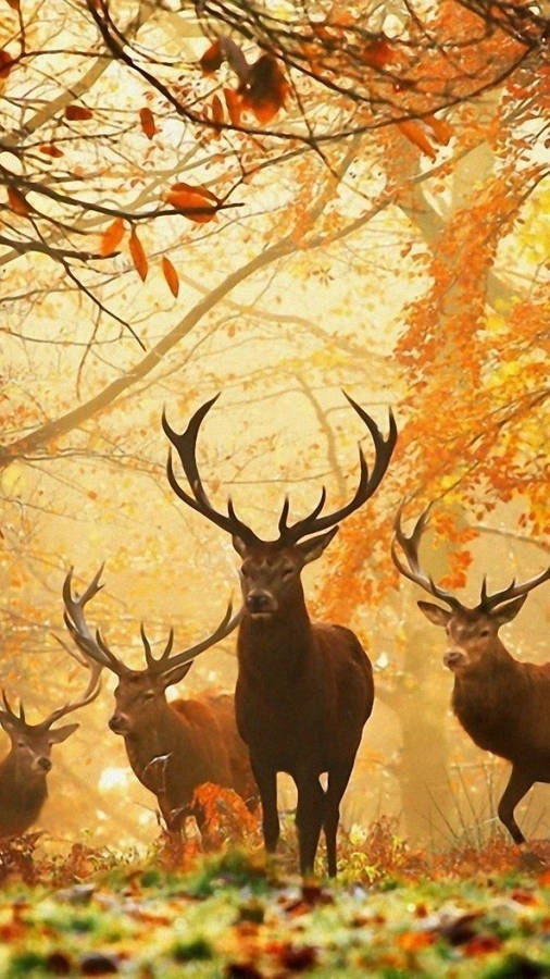 Download Deer Wallpaper