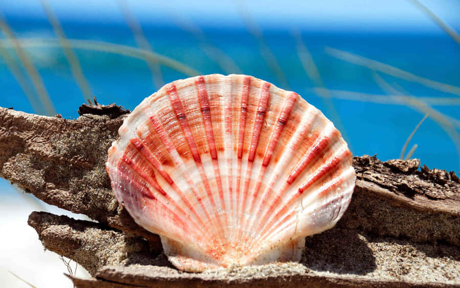 Concha na Areia da Praia